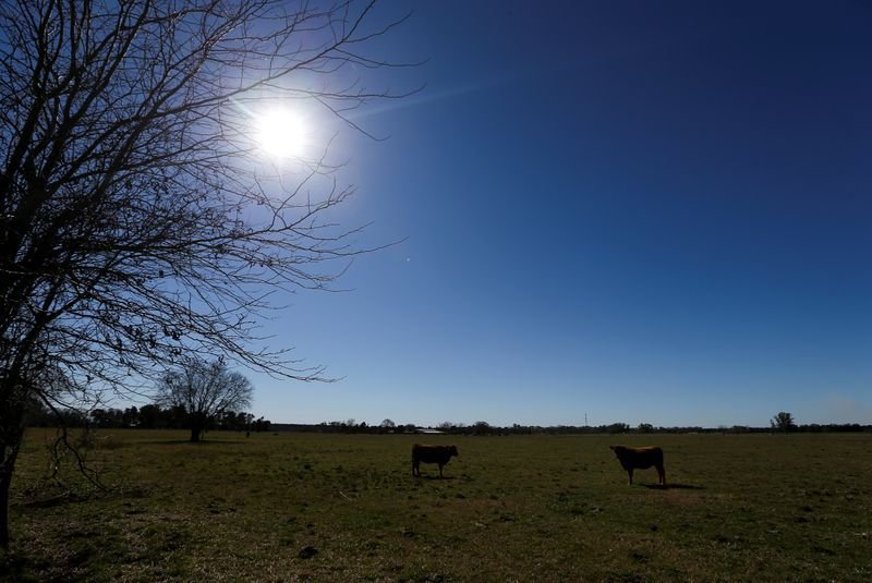 FOTO DE ARCHIVO: Un par de vacas pastean en una granja en Luján, en la provincia de Buenos Aires, Argentina 2 agosto, 2019. REUTERS/Agustin Marcarian