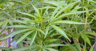 Fallo inédito: ordenan devolver las plantas de cannabis a un paciente oncológico de Junín