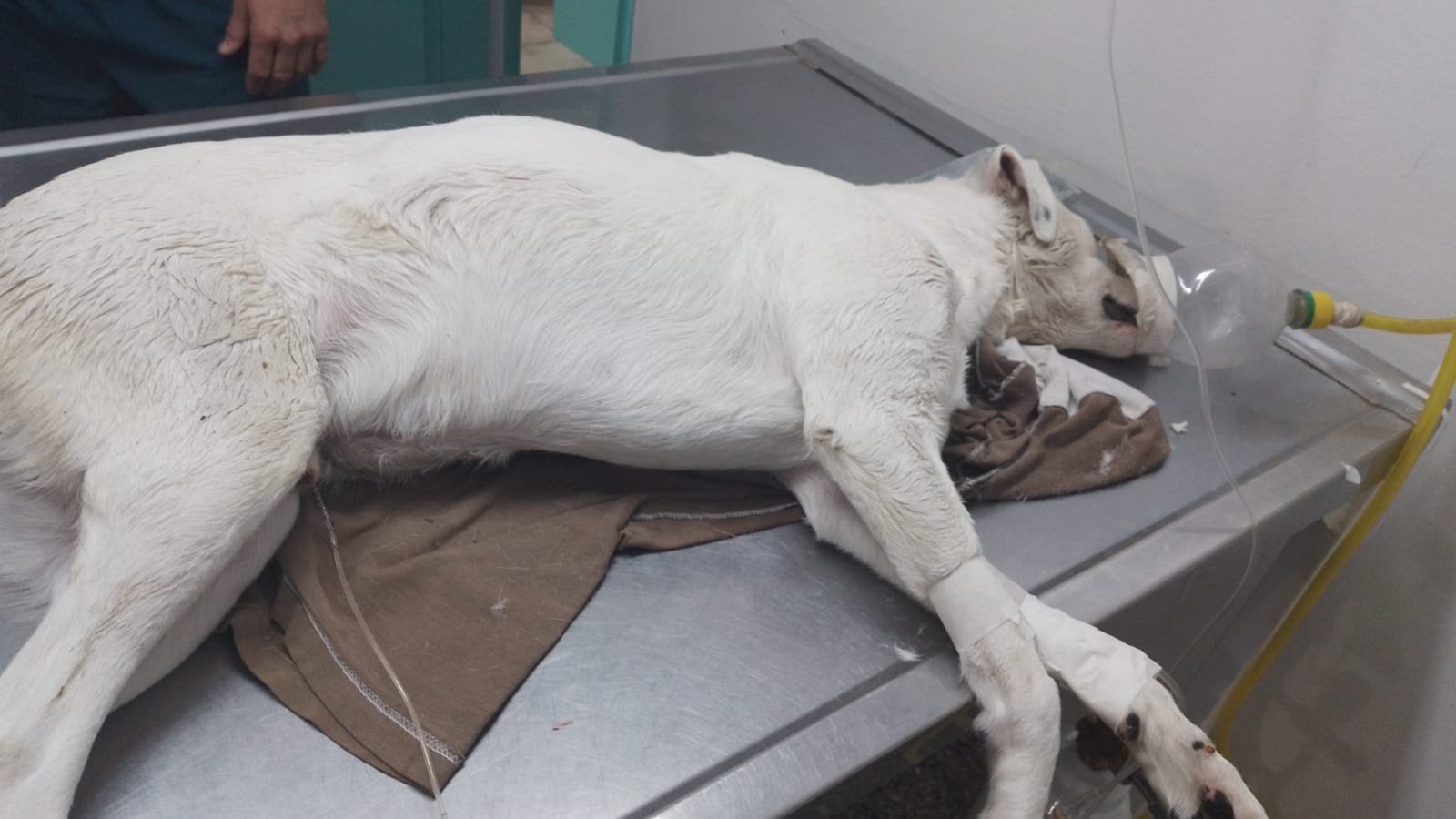Preocupación por el envenenamiento de varios perros en Bolívar