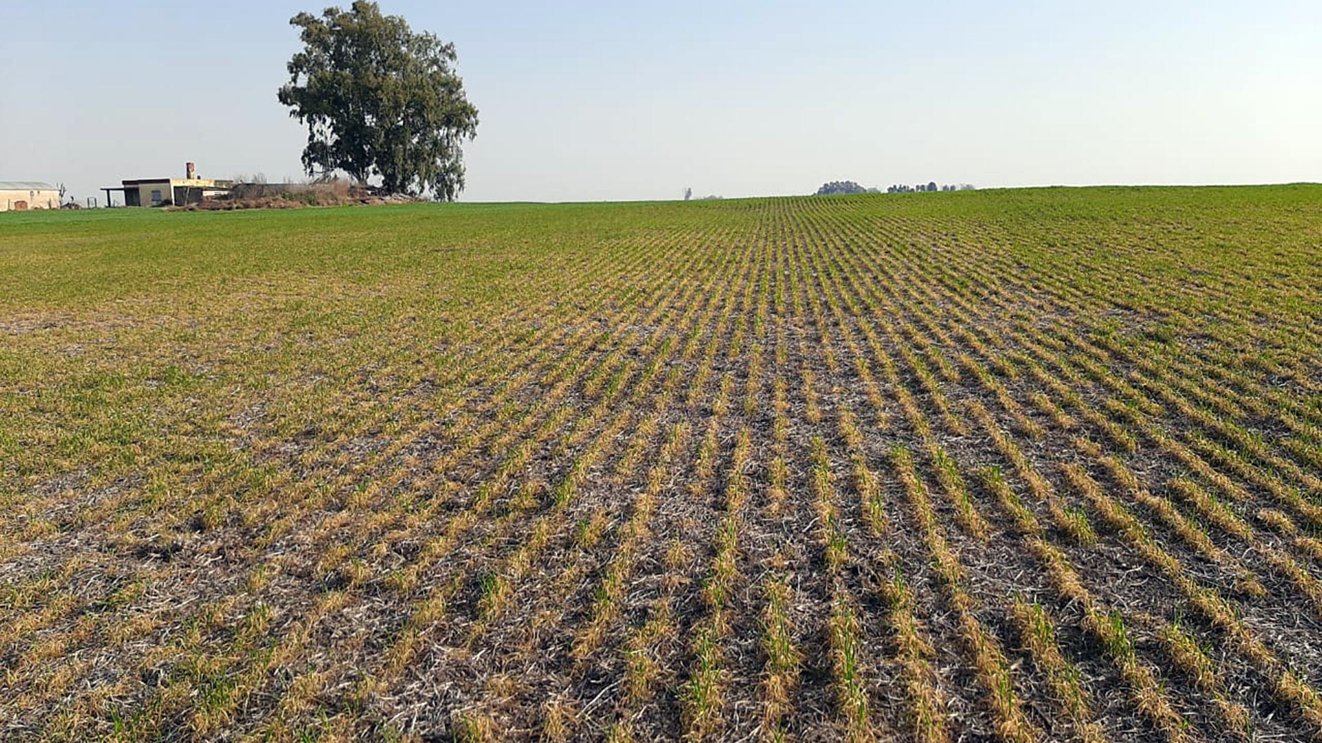 Por la sequía, el trigo tendrá su rendimiento más bajo en unos cuantos años.