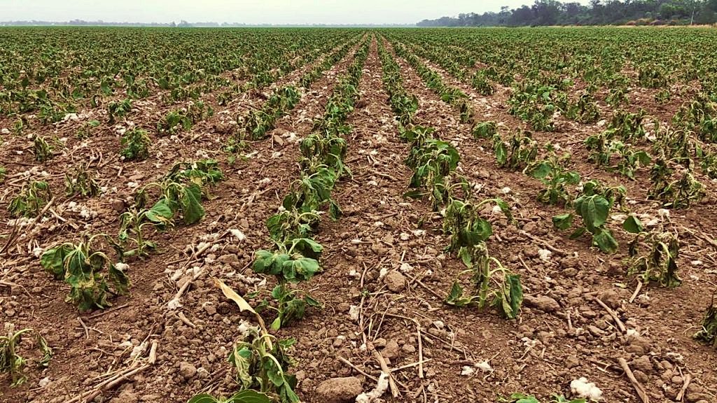 La seca, que ya afectó de forma irreversible a los cultivos de invierno, ahora amenaza a los de verano.