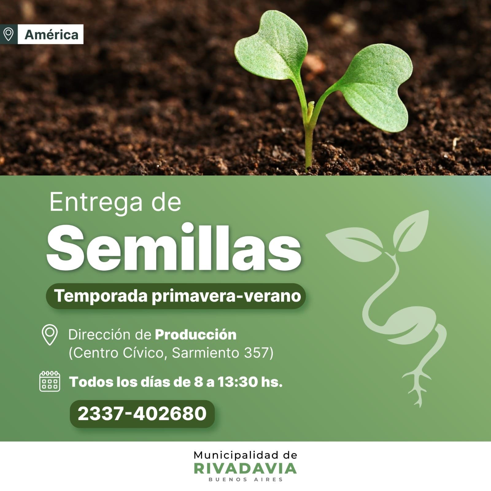 Semillas De Clavo Barba 500 Unidades, Para Abejas Y Decoración De Jardín, Fáciles De Cultivar