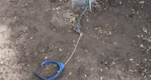 Rescatan un Dogo Argentino víctima de presunto maltrato animal durante un allanamiento en Trenque Lauquen