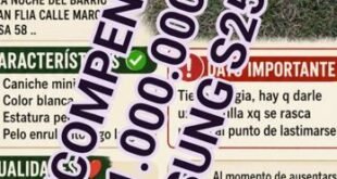 Desesperada búsqueda en América: ofrecen $1 millón de recompensa para recuperar a una perrita desaparecida